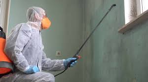 Best Black Mold Removal  in Monsey, NY