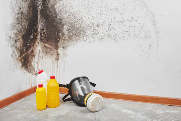 Best Mold Damage Restoration  in Monsey, NY