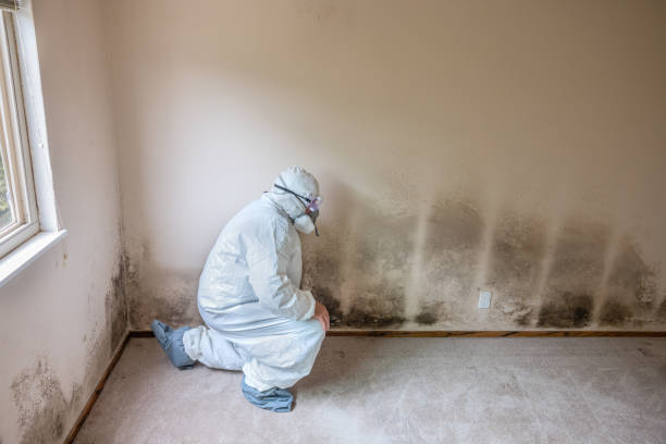 Best Asbestos and Lead Testing During Mold Inspection  in Monsey, NY